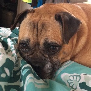 Meet your Posher, Britney